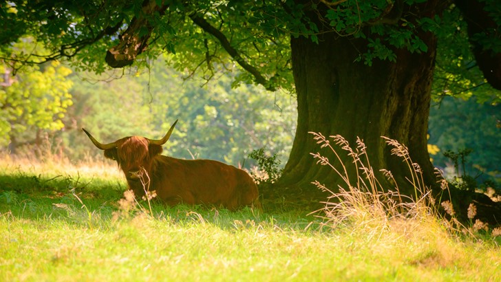 Highland cow sitting under a tree